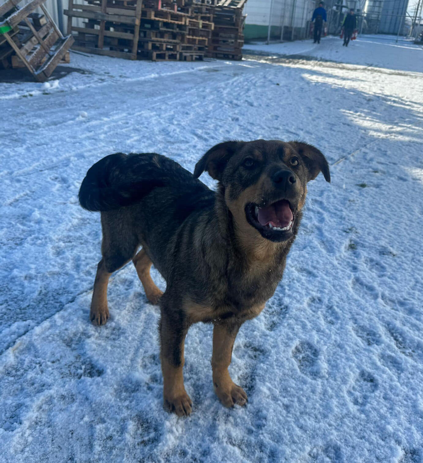 A stray Romanian dog in the snow. This dog was rescued and is available for adoption.
