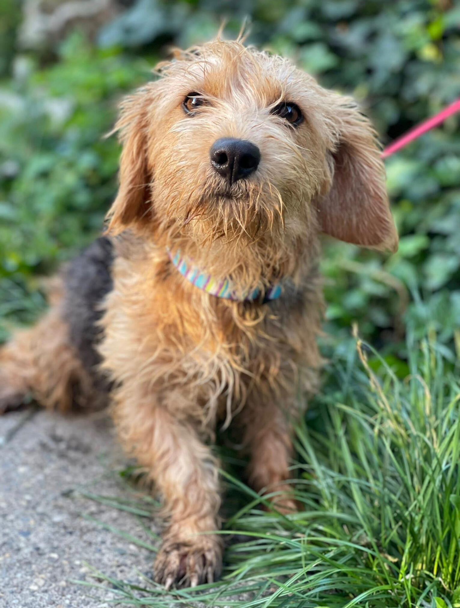 Charlotte, a rescued dog waiting for her new home at the Zoe's Home Animal Rescue shelter in Romania.