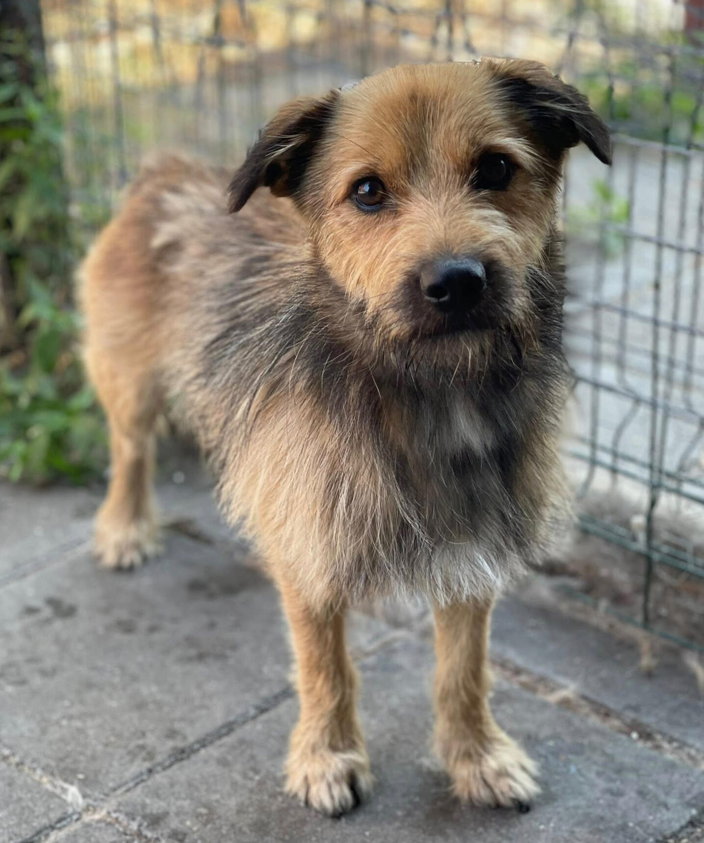 A rescued dog waiting for his new home at the Zoe's Home Animal Rescue shelter in Romania.