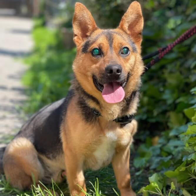 Mihai is a blind dog in our shelter in Romania. He is available for adoption in the UK now.