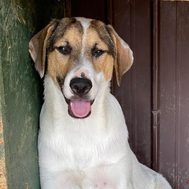Bane is ready for adoption